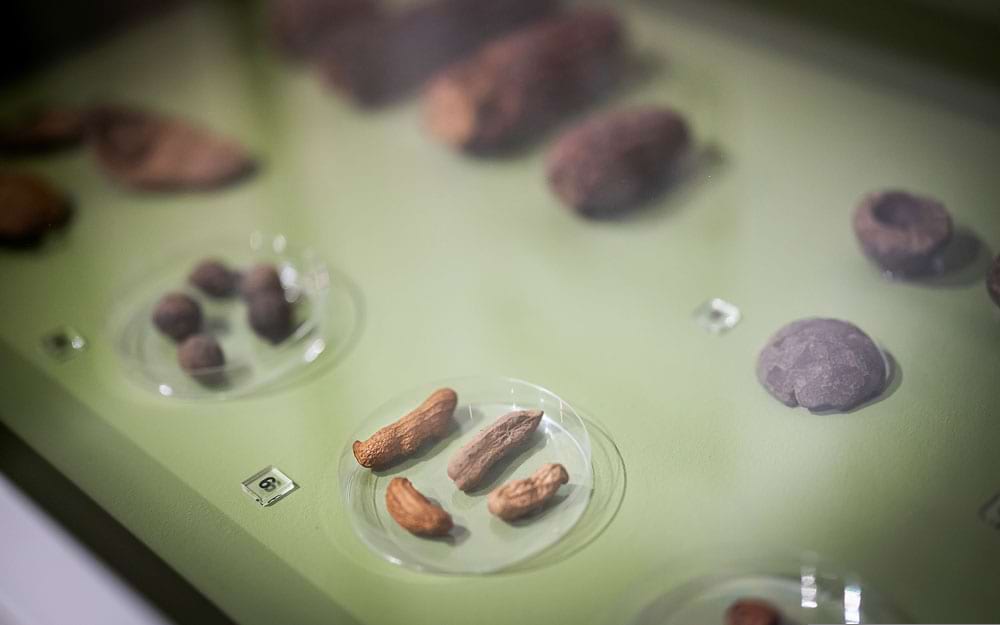 Close up of small bits of food in the Ancient Food and Flavor exhibit.